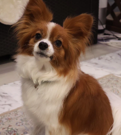 妖精のお部屋（動物キャスト紹介）